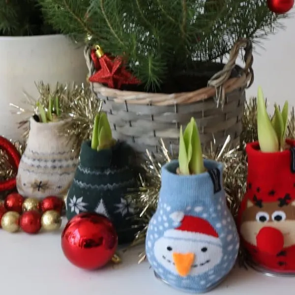 New Amaryllis - Sæt med 3 - Hippeastrum 'Xmas Sweater Mix' - Kugle Krukkeplanter Indendørs