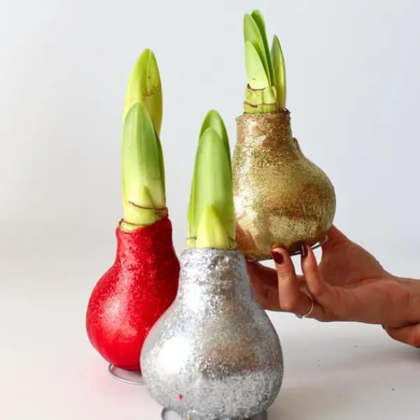 Amaryllis - Sæt med 3 - Hippeastrum 'Glitter Mix' - Røde blomster Frø