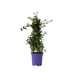 Haveplanter^Amerikansk syren - Ceanothus thyrsiflorus Repens - Højde 60-70cm - ⌀17cm