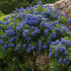 Haveplanter^Amerikansk syren - Ceanothus thyrsiflorus Repens - Højde 60-70cm - ⌀17cm
