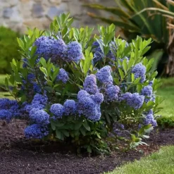 Haveplanter^Amerikansk syren - Ceanothus thyrsiflorus Repens - Højde 60-70cm - ⌀17cm