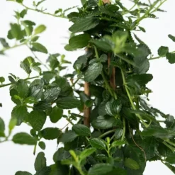 Haveplanter^Amerikansk syren - Ceanothus thyrsiflorus Repens - Højde 60-70cm - ⌀17cm