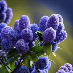 Haveplanter^Amerikansk syren - Ceanothus thyrsiflorus Repens - Højde 60-70cm - ⌀17cm