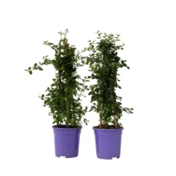 Haveplanter^Amerikansk syren - Sæt 2 - Ceanothus thyrsiflorus Repens - Højde 60-70cm - ⌀17cm