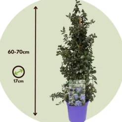 Haveplanter^Amerikansk syren - Sæt 2 - Ceanothus thyrsiflorus Repens - Højde 60-70cm - ⌀17cm