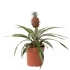 Discount Ananasplante - Ananas comosus 'Mi Amigo' - Højde 35-45cm - ⌀12cm Krukkeplanter Indendørs