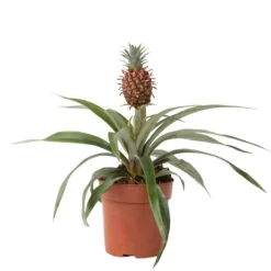 Discount Ananasplante - Ananas comosus 'Mi Amigo' - Højde 35-45cm - ⌀12cm Krukkeplanter Indendørs