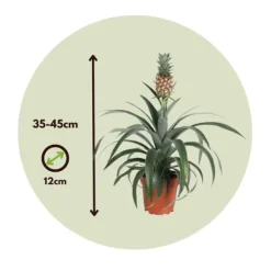 Discount Ananasplante - Ananas comosus 'Mi Amigo' - Højde 35-45cm - ⌀12cm Krukkeplanter Indendørs