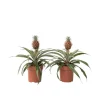 Discount Ananasplante - Sæt med 2 - Ananas comosus 'Mi Amigo' - Højde 35-45cm - ⌀12cm Krukkeplanter Indendørs