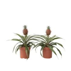 Discount Ananasplante - Sæt med 2 - Ananas comosus 'Mi Amigo' - Højde 35-45cm - ⌀12cm Krukkeplanter Indendørs