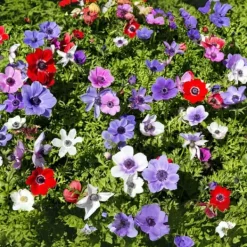 New Anemoneløg - Sæt med 30 - Anemoon de Caen - Blomsterløg - Flerfarvet Frø