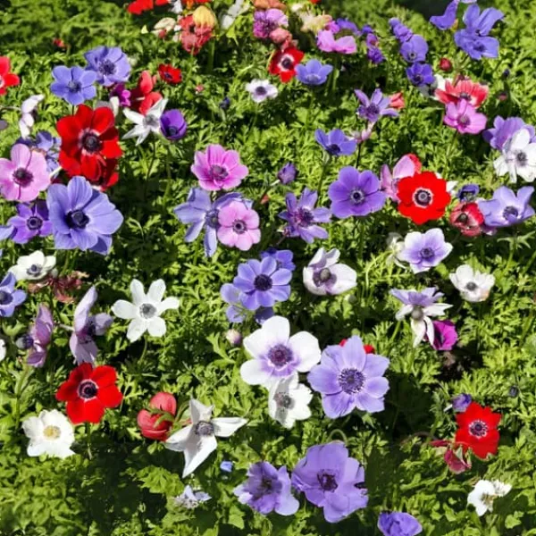 New Anemoneløg - Sæt med 30 - Anemoon de Caen - Blomsterløg - Flerfarvet Frø