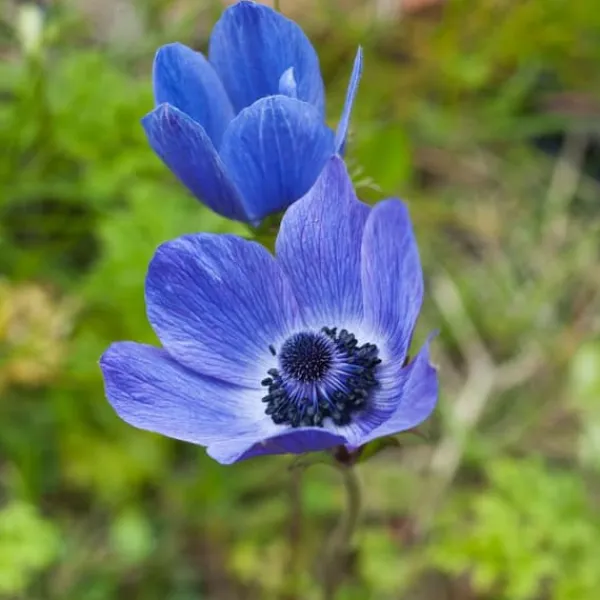 New Anemoneløg - Sæt med 30 - Anemoon de Caen - Blomsterløg - Flerfarvet Frø