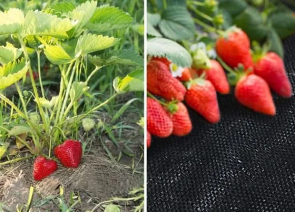 Viking Choice Haveduge^Anti-roddug - Agrotekstil - 1,1 x 50 m - 50 jordstifter