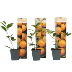Træ^Appelsintræ - 3 stk - Citrus mitis Calamondin - Højde 25-40cm - ⌀9cm