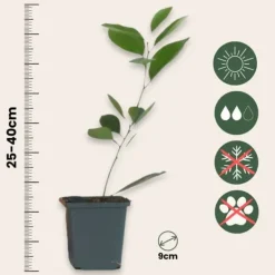 Træ^Appelsintræ - 3 stk - Citrus mitis Calamondin - Højde 25-40cm - ⌀9cm
