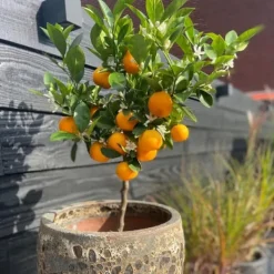 Træ^Appelsintræ - 3 stk - Citrus mitis Calamondin - Højde 25-40cm - ⌀9cm