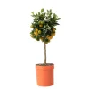Krukkeplanter Indendørs^Appelsintræ - Citrus mitis 'Calamondin' - Højde 55-65cm - ⌀19cm