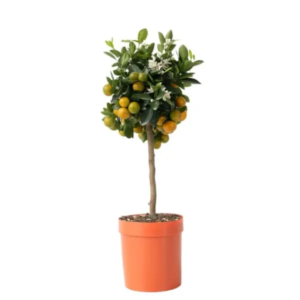 Krukkeplanter Indendørs^Appelsintræ - Citrus mitis 'Calamondin' - Højde 55-65cm - ⌀19cm