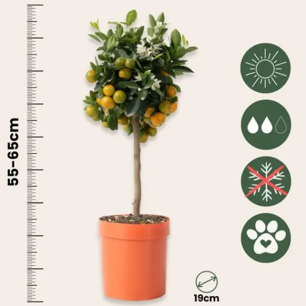 Krukkeplanter Indendørs^Appelsintræ - Citrus mitis 'Calamondin' - Højde 55-65cm - ⌀19cm