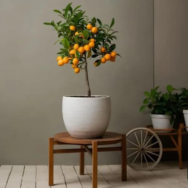 Krukkeplanter Indendørs^Appelsintræ - Citrus mitis 'Calamondin' - Højde 55-65cm - ⌀19cm