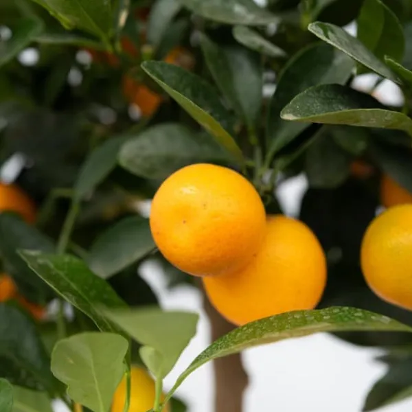 Krukkeplanter Indendørs^Appelsintræ - Citrus mitis 'Calamondin' - Højde 55-65cm - ⌀19cm