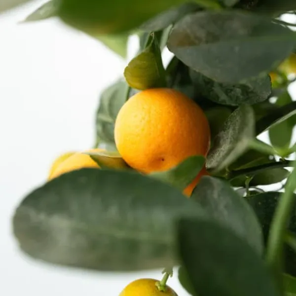 Krukkeplanter Indendørs^Appelsintræ - Citrus mitis 'Calamondin' - Højde 55-65cm - ⌀19cm