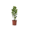 Outlet Autografplante - Clusia rosea 'Princess' - Højde 50-60cm - ⌀17cm Krukkeplanter Indendørs