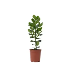 Outlet Autografplante - Clusia rosea 'Princess' - Højde 50-60cm - ⌀17cm Krukkeplanter Indendørs