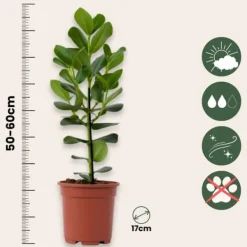 Outlet Autografplante - Clusia rosea 'Princess' - Højde 50-60cm - ⌀17cm Krukkeplanter Indendørs