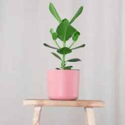 Outlet Autografplante - Clusia rosea 'Princess' - Højde 50-60cm - ⌀17cm Krukkeplanter Indendørs