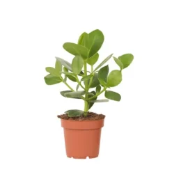 Krukkeplanter Indendørs^Autografplante - Clusia rosea 'Princess' - Højde 25-35cm - ⌀12cm