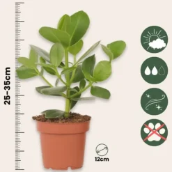 Krukkeplanter Indendørs^Autografplante - Clusia rosea 'Princess' - Højde 25-35cm - ⌀12cm