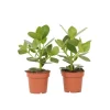 Krukkeplanter Indendørs^Autografplante - Sæt med 2 - Clusia rosea 'Princess' - Højde 25-35cm - ⌀12cm