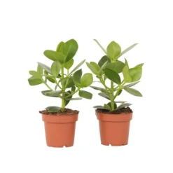 Krukkeplanter Indendørs^Autografplante - Sæt med 2 - Clusia rosea 'Princess' - Højde 25-35cm - ⌀12cm