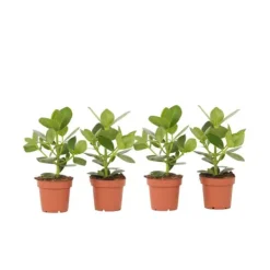 Krukkeplanter Indendørs^Autografplante - Sæt med 4 - Clusia rosea 'Princess' - Højde 25-35cm - ⌀12cm