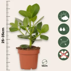 Krukkeplanter Indendørs^Autografplante - Sæt med 4 - Clusia rosea 'Princess' - Højde 25-35cm - ⌀12cm