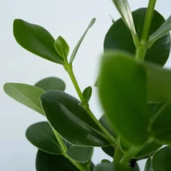 Krukkeplanter Indendørs^Autografplante - Sæt med 4 - Clusia rosea 'Princess' - Højde 25-35cm - ⌀12cm