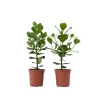 Krukkeplanter Indendørs^Autografplante - Sæt med 2 - Clusia rosea 'Princess' - Højde 50-60cm - ⌀17cm