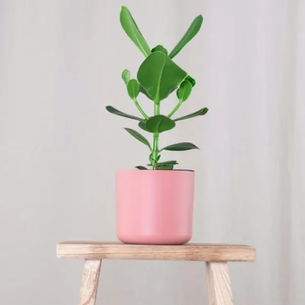 Krukkeplanter Indendørs^Autografplante - Sæt med 2 - Clusia rosea 'Princess' - Højde 50-60cm - ⌀17cm