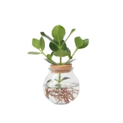 Hot Autografplante i glas - Clusia rosea 'Princess' - Højde 25-35cm - ⌀20cm Krukkeplanter Indendørs