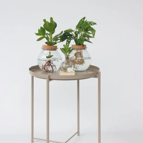 Hot Autografplante i glas - Clusia rosea 'Princess' - Højde 25-35cm - ⌀20cm Krukkeplanter Indendørs