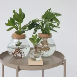 Hot Autografplante i glas - Clusia rosea 'Princess' - Højde 25-35cm - ⌀20cm Krukkeplanter Indendørs