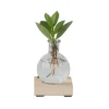 Krukkeplanter Indendørs^Autografplante i glas - Clusia rosea 'Princess' - Højde 15-20cm - ⌀8cm