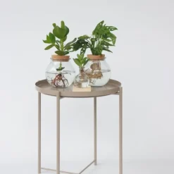Krukkeplanter Indendørs^Autografplante i glas - Clusia rosea 'Princess' - Højde 15-20cm - ⌀8cm