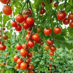 Hot Bajaja hængende cherrytomat 0,2 g PlantiCo frø Frø