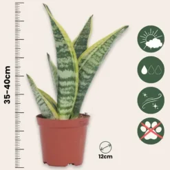 Best Bajonetplante - Sanseviera trifasciata 'Futura Superba' - Højde 35-40cm - ⌀12cm Krukkeplanter Indendørs