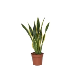 Outlet Bajonetplante - Sansevieria trifasciata Laurentii - Højde 60-70cm - ⌀17cm Krukkeplanter Indendørs