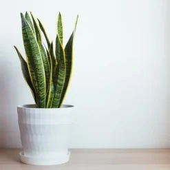 Outlet Bajonetplante - Sansevieria trifasciata Laurentii - Højde 60-70cm - ⌀17cm Krukkeplanter Indendørs