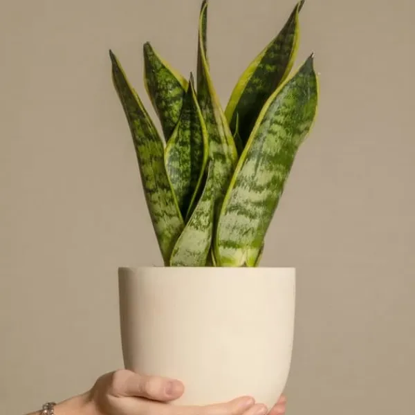 Outlet Bajonetplante - Sansevieria trifasciata Laurentii - Højde 60-70cm - ⌀17cm Krukkeplanter Indendørs